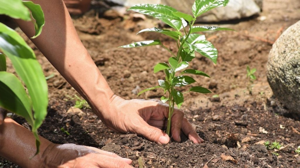 Forestation, Sustainability & Building a Purpose Driven Organization